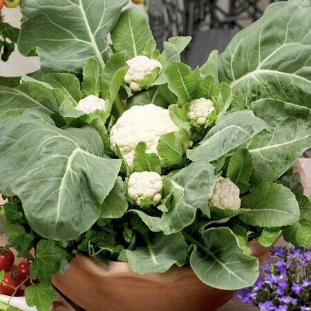 Multi Head, (F1) Cauliflower Seeds - Packet image number null